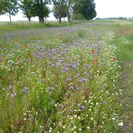 Gemuetliches Mit Garten Und Grill Holiday home Kalkhorst